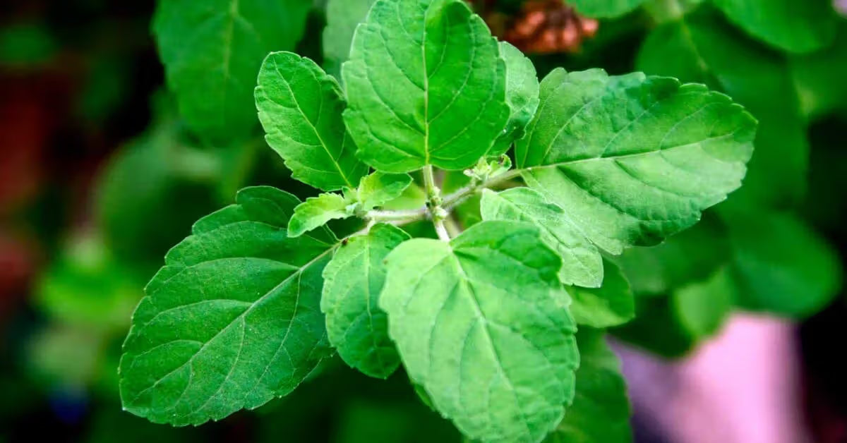 Os Beneficios de Manjericão Sagrado/Holy Basil ou Tulsi (Ocimum Sanctum Syn. Tenuiflorum)