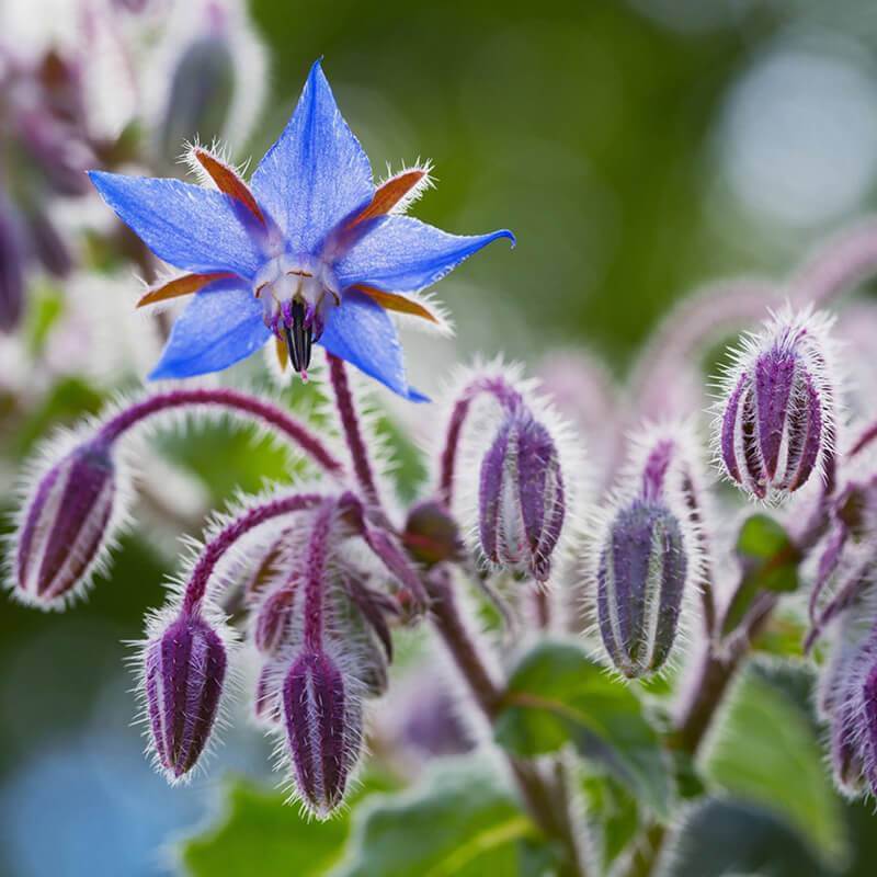 Os Beneficios de Borragem (Borago Officinalis)