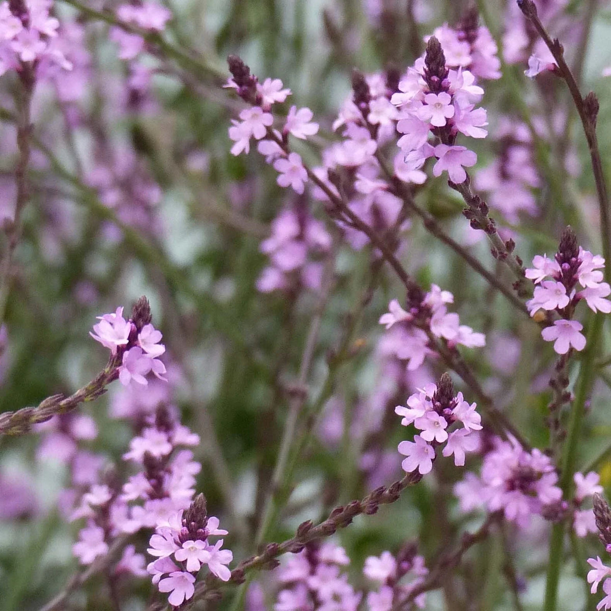 Os Beneficios de Erva de Ferro ou Urgebão (Verbena Officinalis)